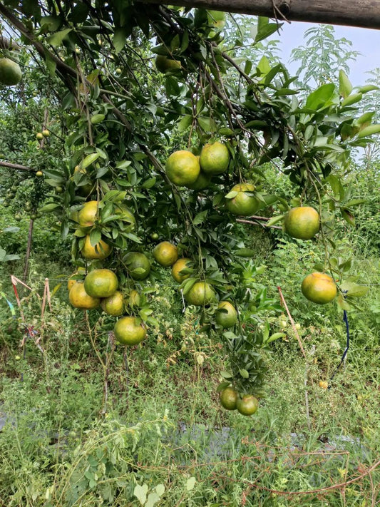 Nagpur Oranges