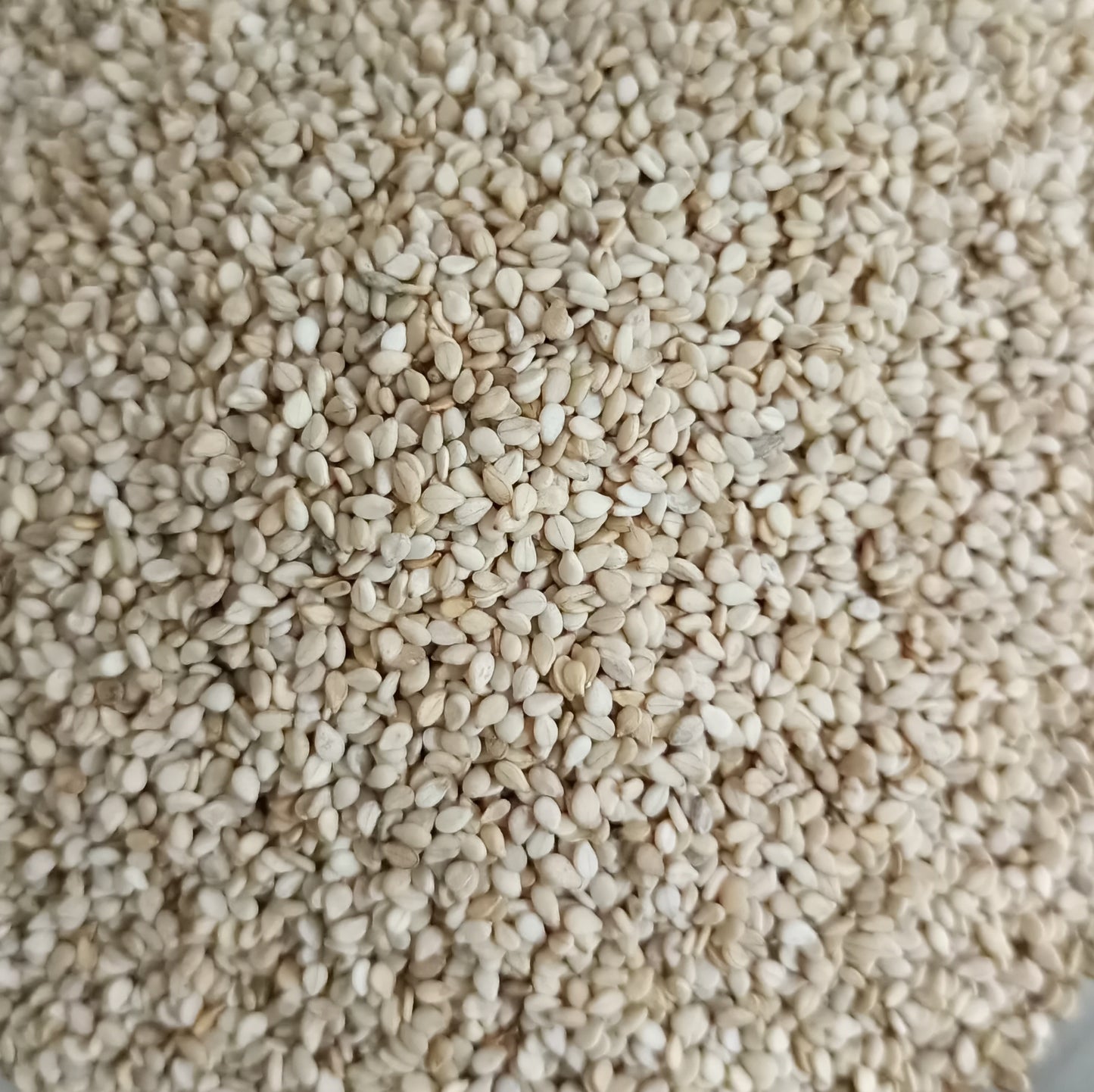 Sesame/ गावरान पांढरे तीळ