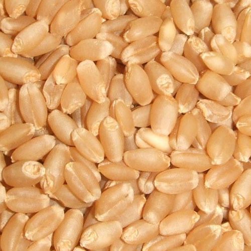 Wheat And Wheat Products