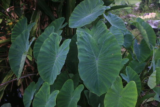 Taro Leaves / अळूची पाने