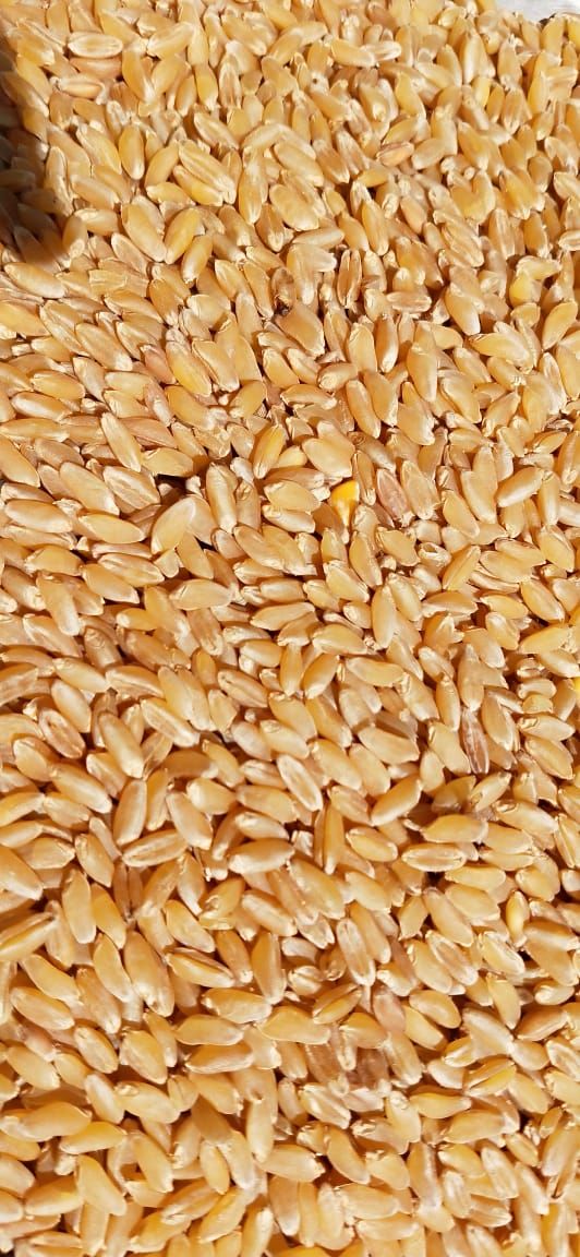 Wheat Bansi