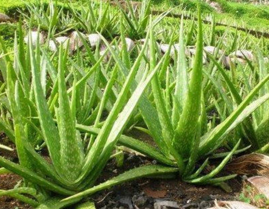 Fresh Aloe Vera