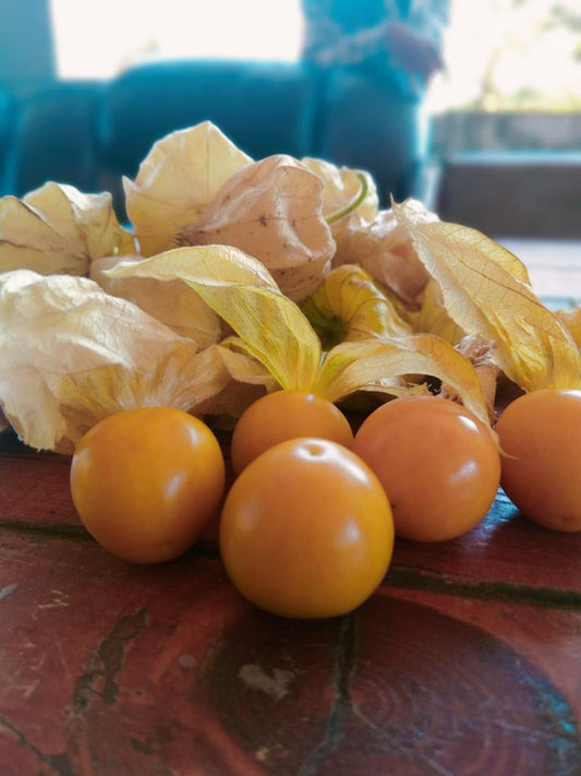 Cape Gooseberry / केप गुसबेरी/ रसभरी