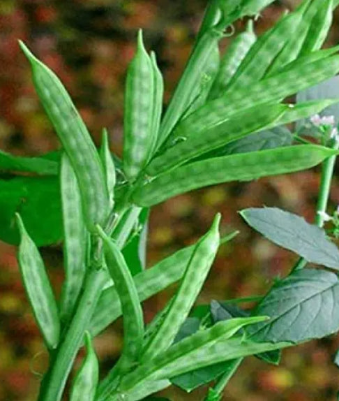 Cluster beans Desi / देशी गवार