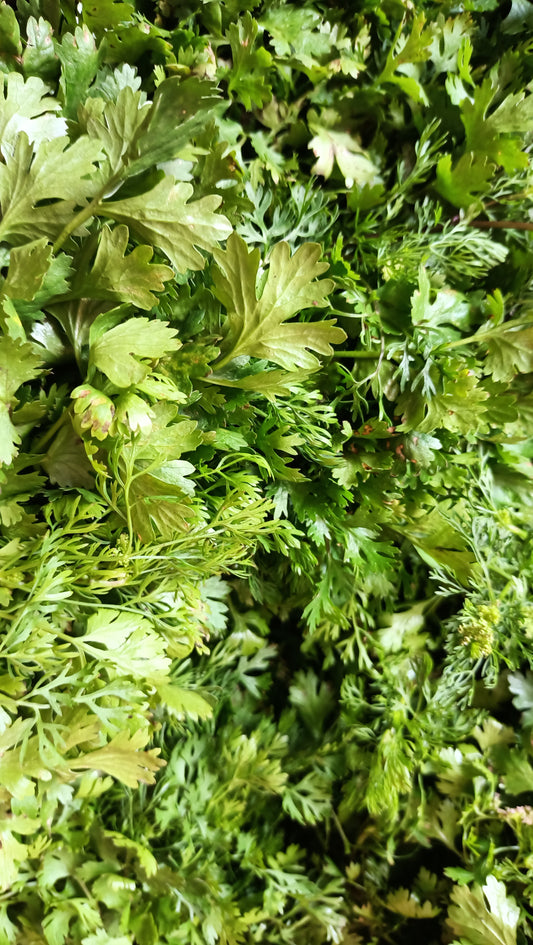Coriander / कोथिंबीर