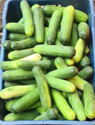 Cucumber Green  /हिरवी काकडी