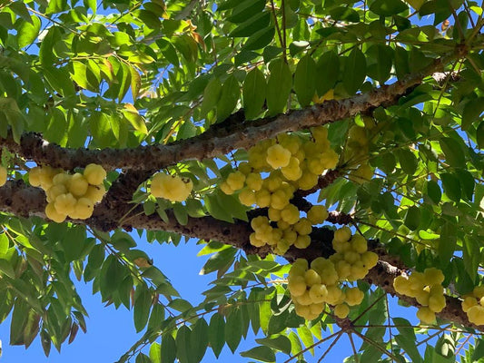 Desi Small Amla/ देशी छोटा आवळा