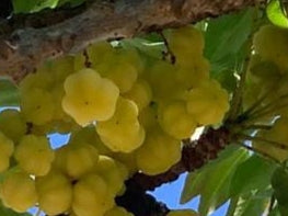 Desi Small Amla/ देशी छोटा आवळा