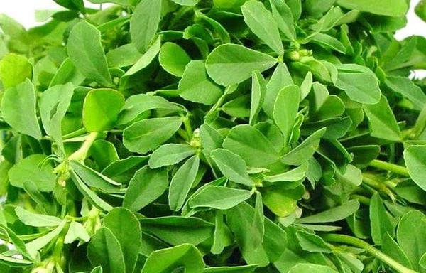Fenugreek/ मेथी
