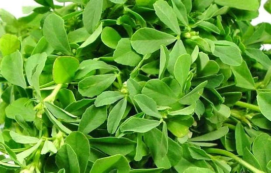 Fenugreek/ मेथी
