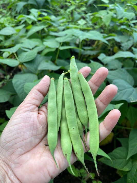 Green Rajma / ओला राजमा