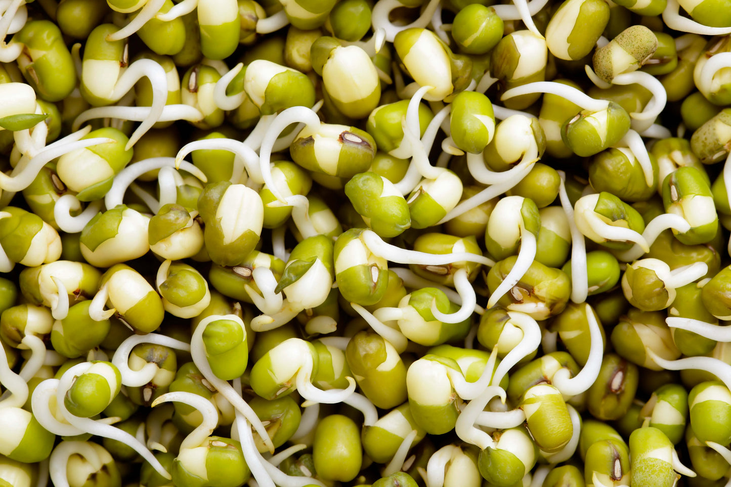 Sprouted Green moong / मोडाचे हिरवे मूग