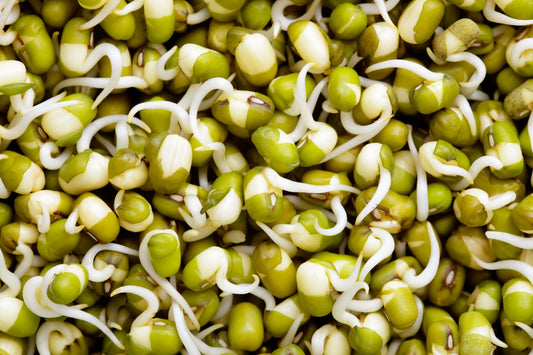 Sprouted Green moong / मोडाचे हिरवे मूग