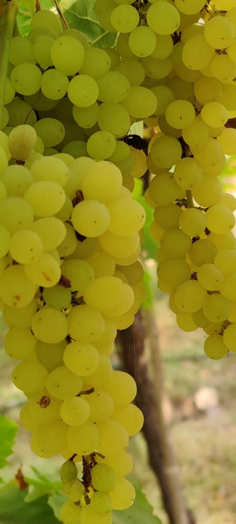 Grapes Green हिरवी द्राक्ष