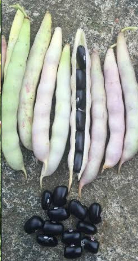 Fresh Black Beans