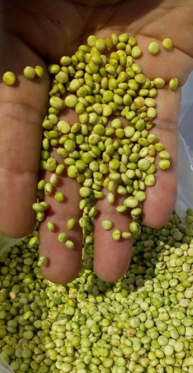 Ponkh/Hurda /हुरडा