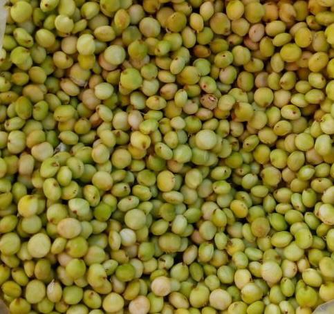 Ponkh/Hurda /हुरडा