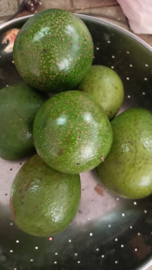 Avocado / अवोकॅडो