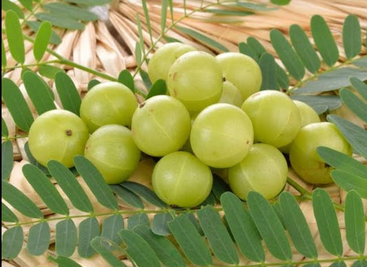 Indian Gooseberry मोठा आवळा