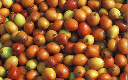 Jujube Fruits /बोरं