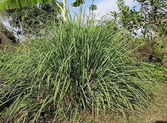 Fresh Lemongrass