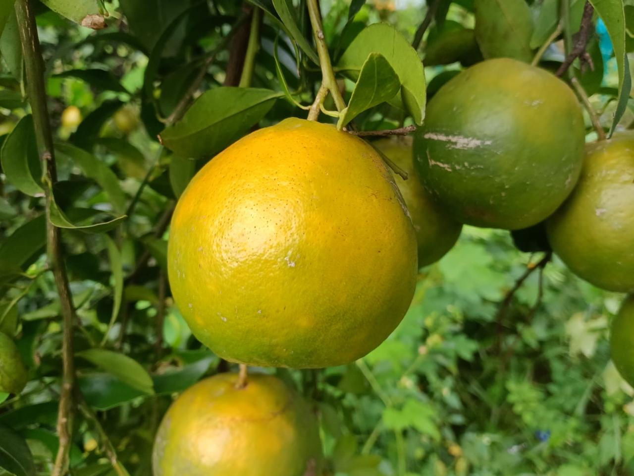 Nagpur Oranges