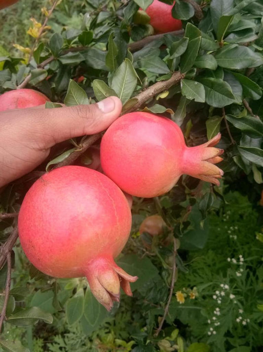 Pomegranate / डाळिंब