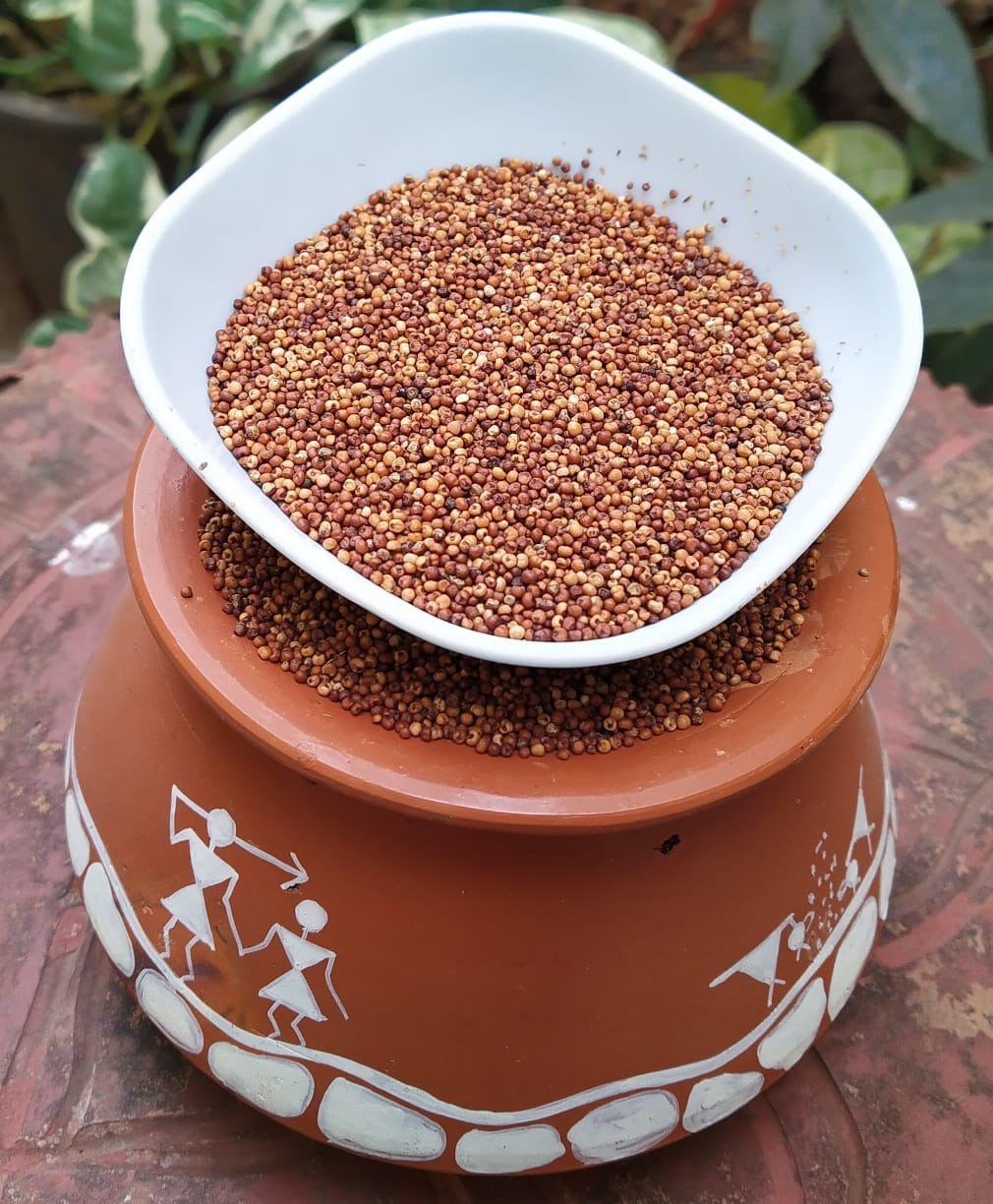 Ragi / Finger Millet / नाचणी