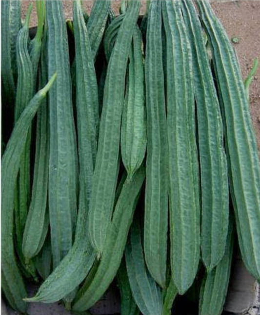 Ridge Gourd / दोडका