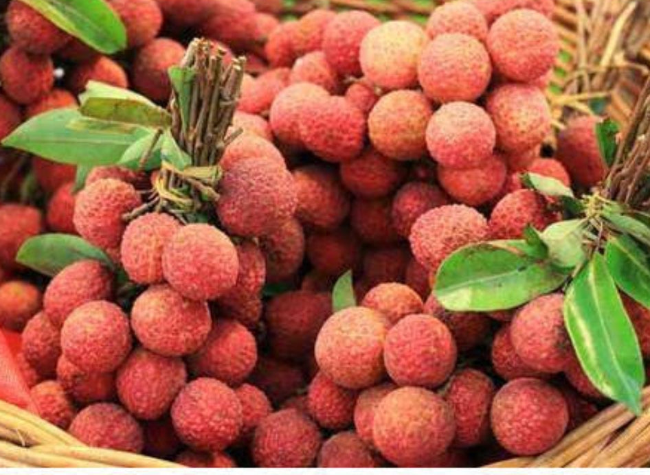 Litchi