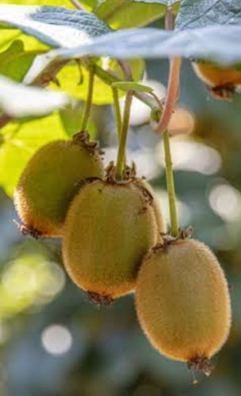 Kiwi