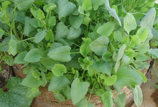 Sour Chuka आंबट चुका
