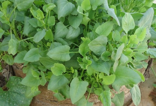 Sour Chuka आंबट चुका