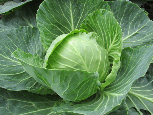Cabbage/ पान कोबी