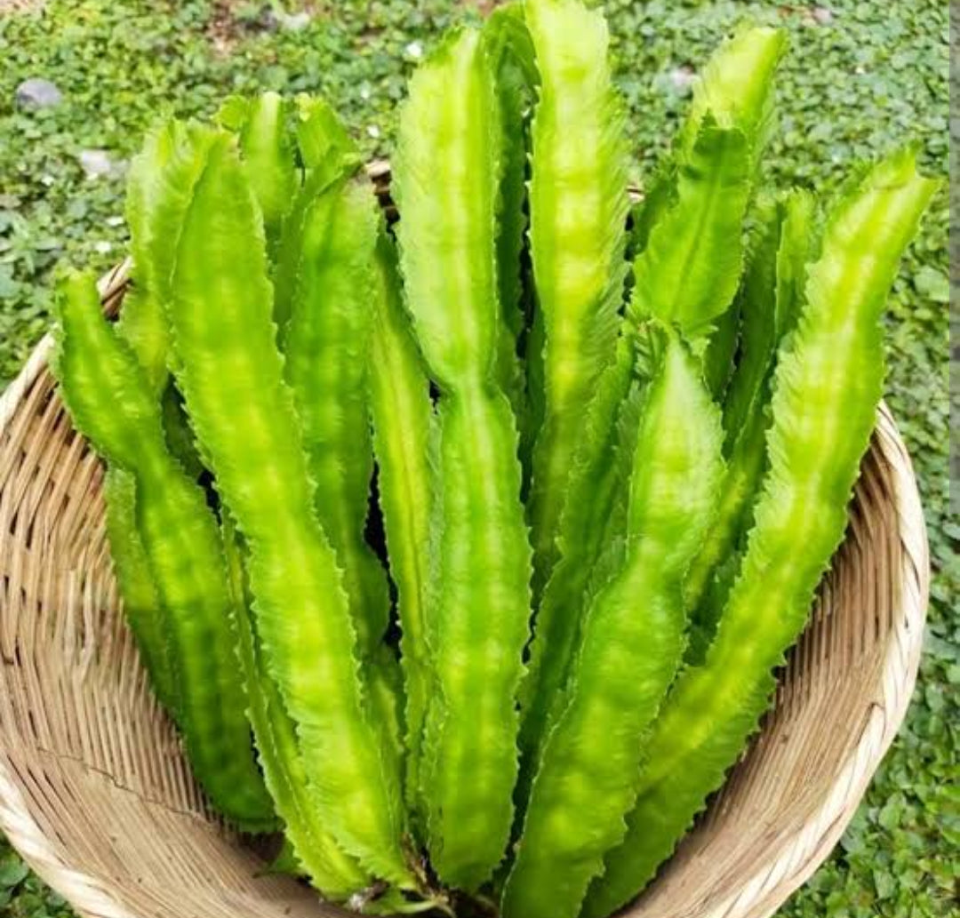 Winged Beans चार धारी घेवडा