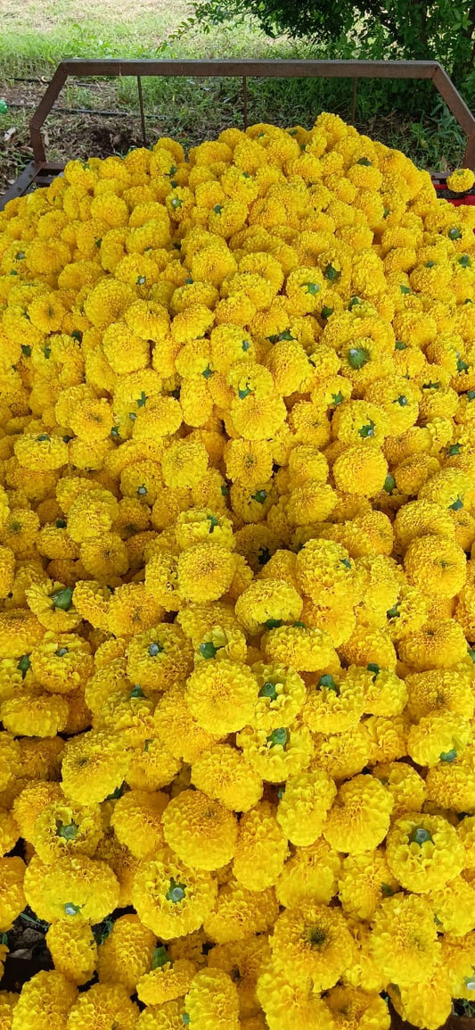 Marigold Flowers /झेंडू