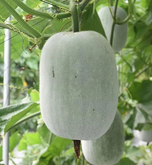 Ash Gourd (Whole) कोहळा संपूर्ण