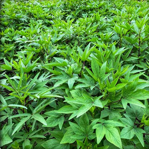 Gangura /Sour Leaves