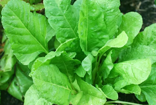 Spinach / पालक