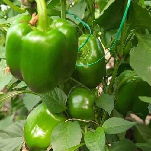 Capsicum/ ढोबळी मिरची