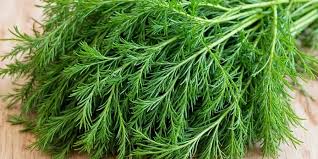 Dill  / शेपू