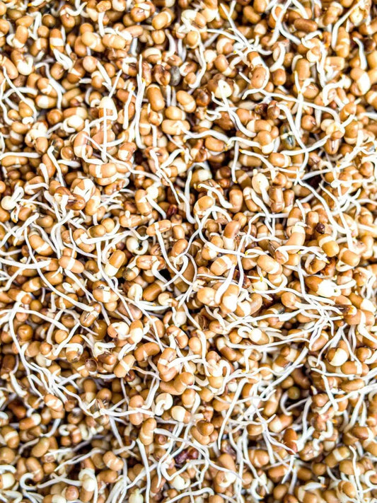 Sprouted Matki  मोडाची मटकी