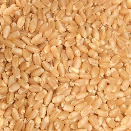 Wheat Sharbati गहू शरबती