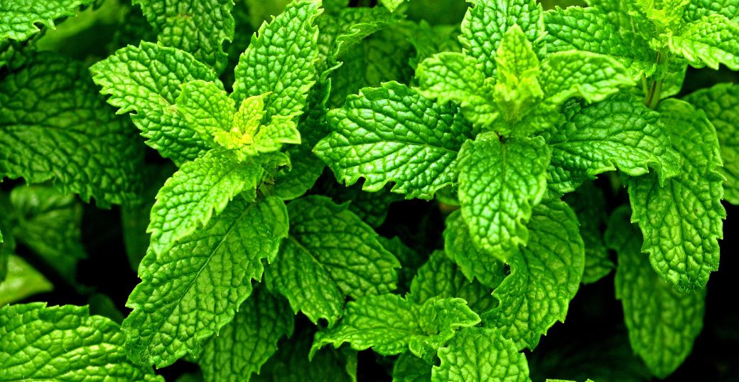 Mint leaves / पुदीना