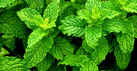 Mint leaves / पुदीना