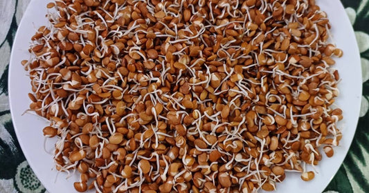 Sprouted Horse Gram/ मोडाचे हूलगे