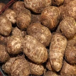 Arabi /Taro Roots/ अरबी