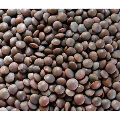 Whole Masoor / अख्खा मसूर